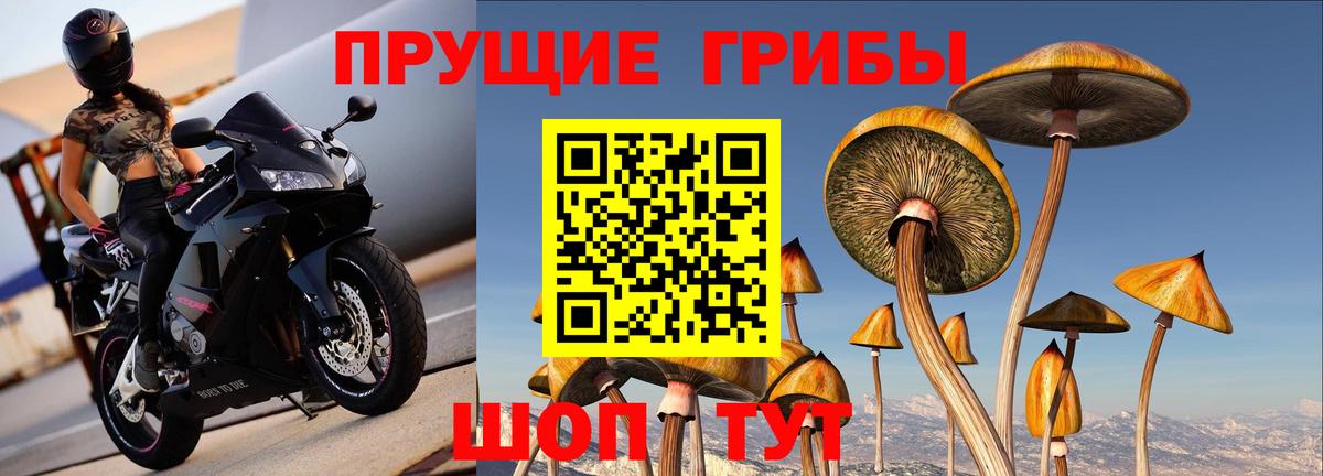 Малгобек  Псилоцибиновые грибы GOLDEN TEACHER  Вход с VPN 